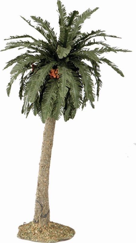 Palmera belén